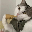 小呆喵
