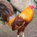 GalleroJoe
