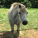 Snarky Pony