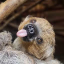 sloth king