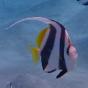 Amira III