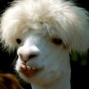 ImJustALlama