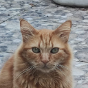 Katarsis