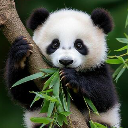 Little Panda
