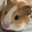 guinea pigs