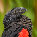 Dracula Parrot