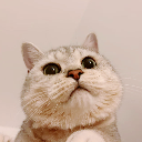 小蒜苗 J