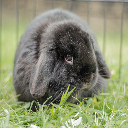 GhostOnyxbunbun