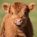Mooooooookie