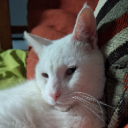 Mac the cat