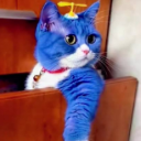 蓝猫Houssy༆