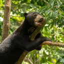 Adamnbear