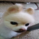 茶々タロウ
