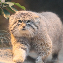 マヌるるにゃんˢᵖᶜ
