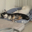 땡구보스