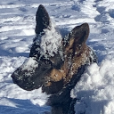 BigDog