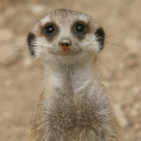 Mongoose