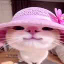 Toodles