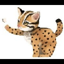 Leopard cat