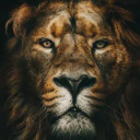 lord191977440