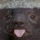 Honey badger
