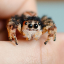 GrocerySpider