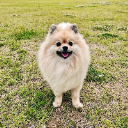 Pom&루루아빠