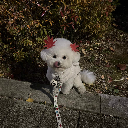 Sweet Ming