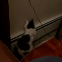 Ladys Kitten