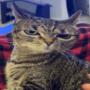 Toof