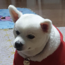 Doge