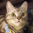 貓公子