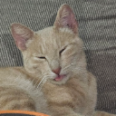 Don Gato