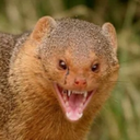 ༒Mongoose༒ˢʰᵒ