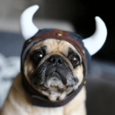 PUGGS