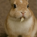 CaerbannogRabbit