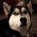 Sidekick