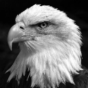 BlackEagle