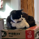 Fuzzymoomoo