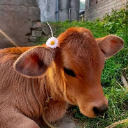 Grim Cow