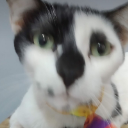 shittychatter
