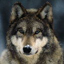 Lord Wolve