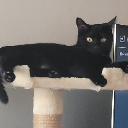 Calcipur