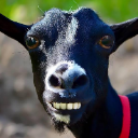 Goat farm