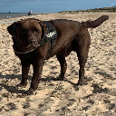 Bosley
