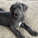 Scrappy Doo