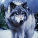 ༒Nachtwolf 67༒
