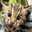 Sylvia cat