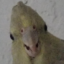 Ian