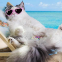 le chat ivre